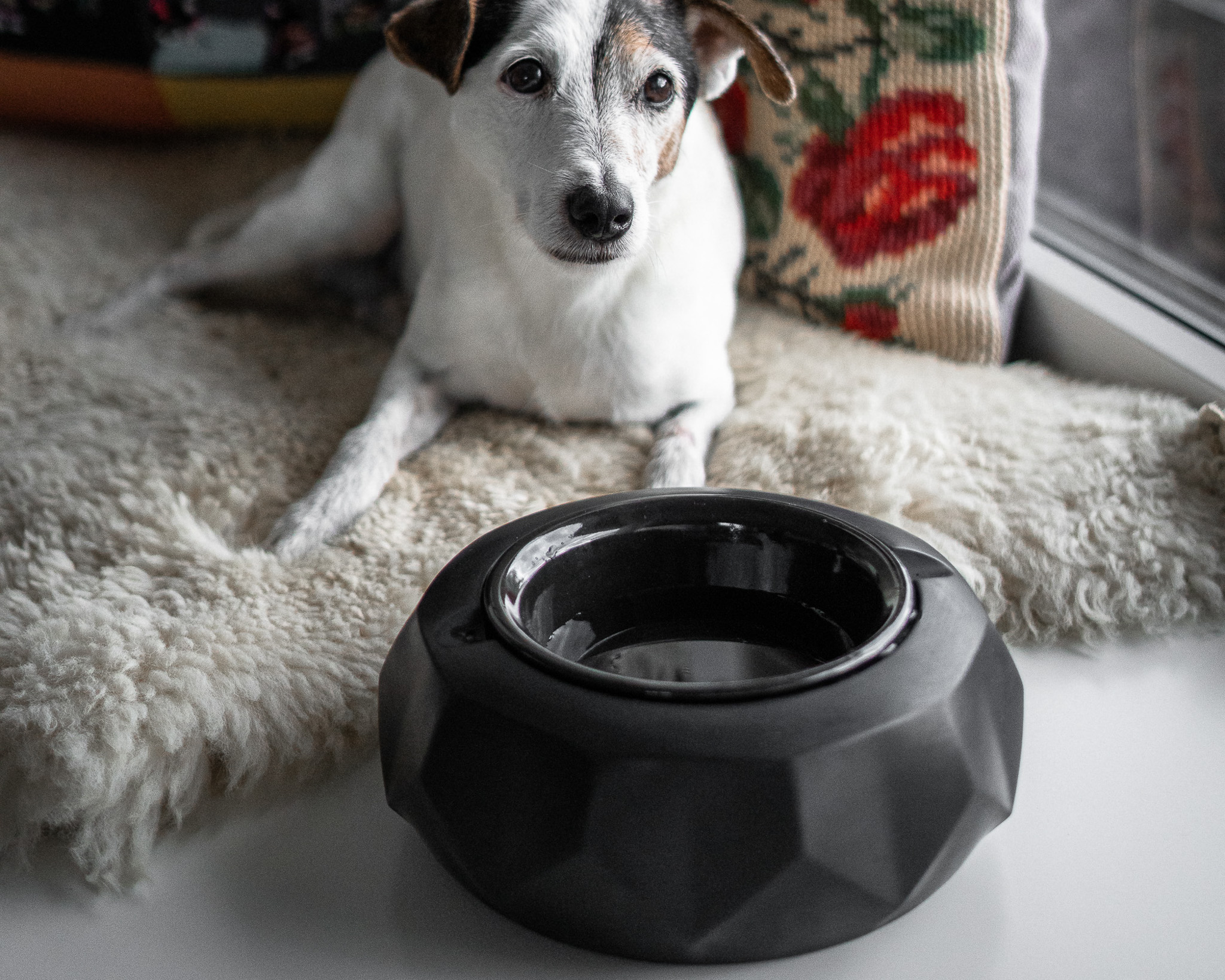 Designer Fressnapf Brilli aus Beton mit Emaille Schuessel - CO33 Betonmoebel